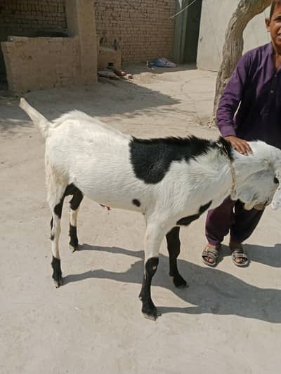 khira Bakra khobsoorat kurbane Wala call 03005787014