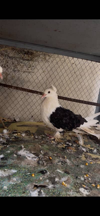 frillback pigeon