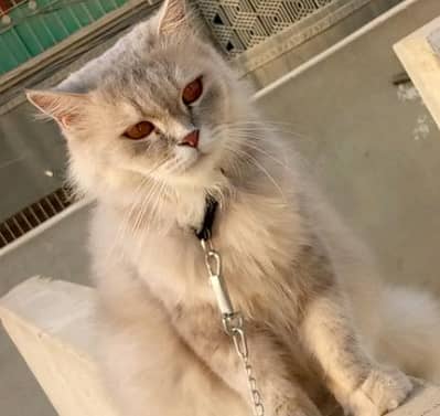Beautiful 1year old female cat for sale-cuddly, independent and loving