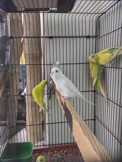 Breeder Pairs Or Ready to breed pathy