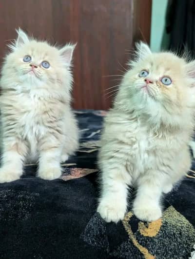 Cat | kittens | Persian | Blue eyes | fluffy | ¢ O348O163O63 WA