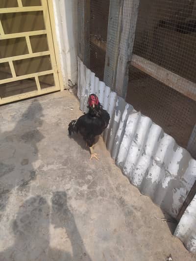 Beautiful strong bird