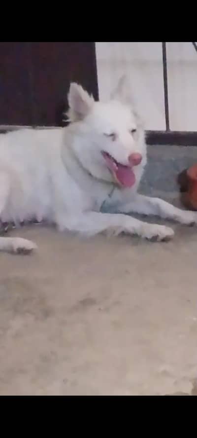 Russian pink nose
