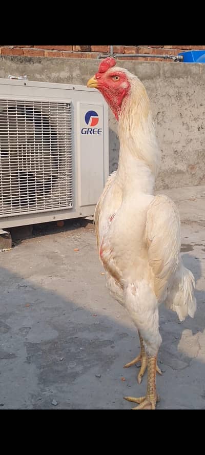 shamo