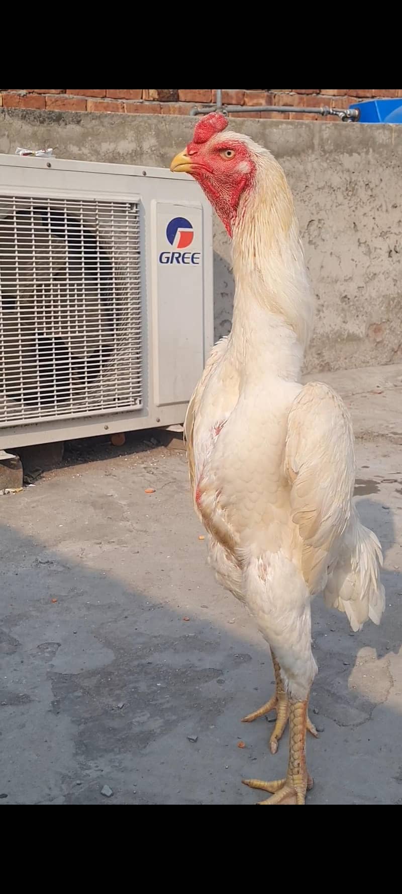 shamo 0