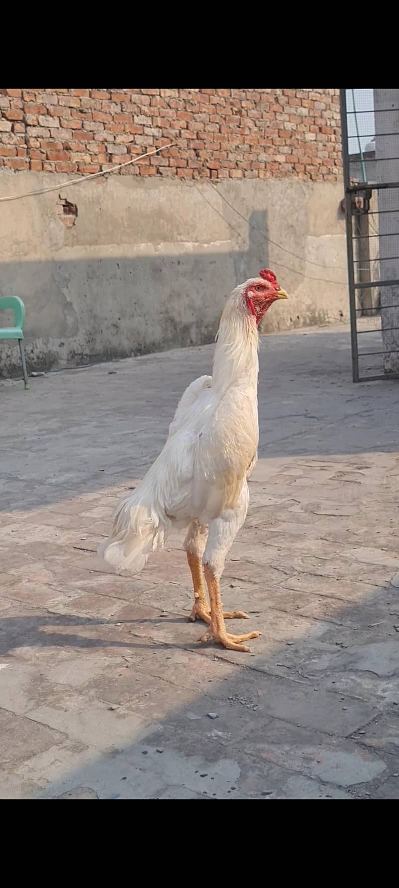 shamo 1