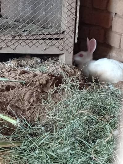 Pure White and black Rabbits