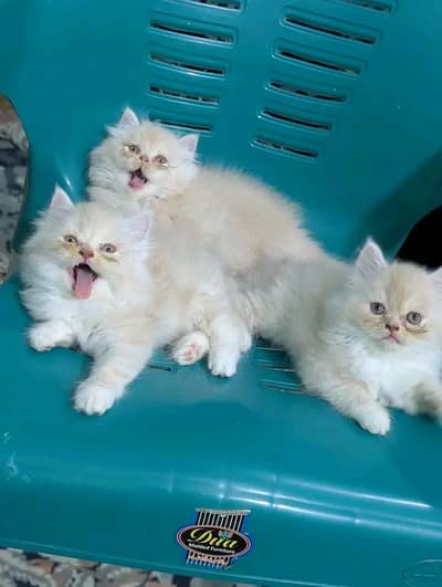 Cat | Persian | kittens |  Blue eyes | $ Contact O348O163O63 WA