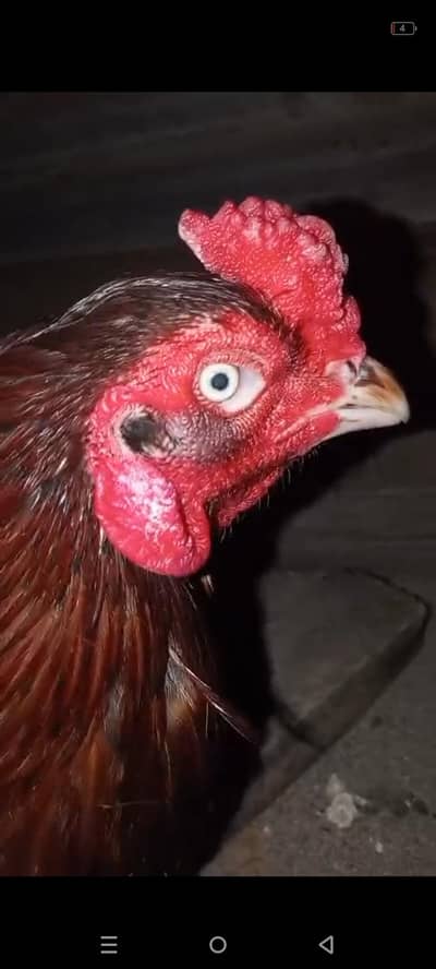 Lakha quality bird 03/18/544/90/36