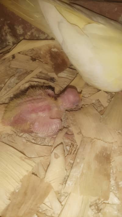 Cockatiel chicks pair for handtame