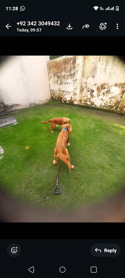 good condition very healthy