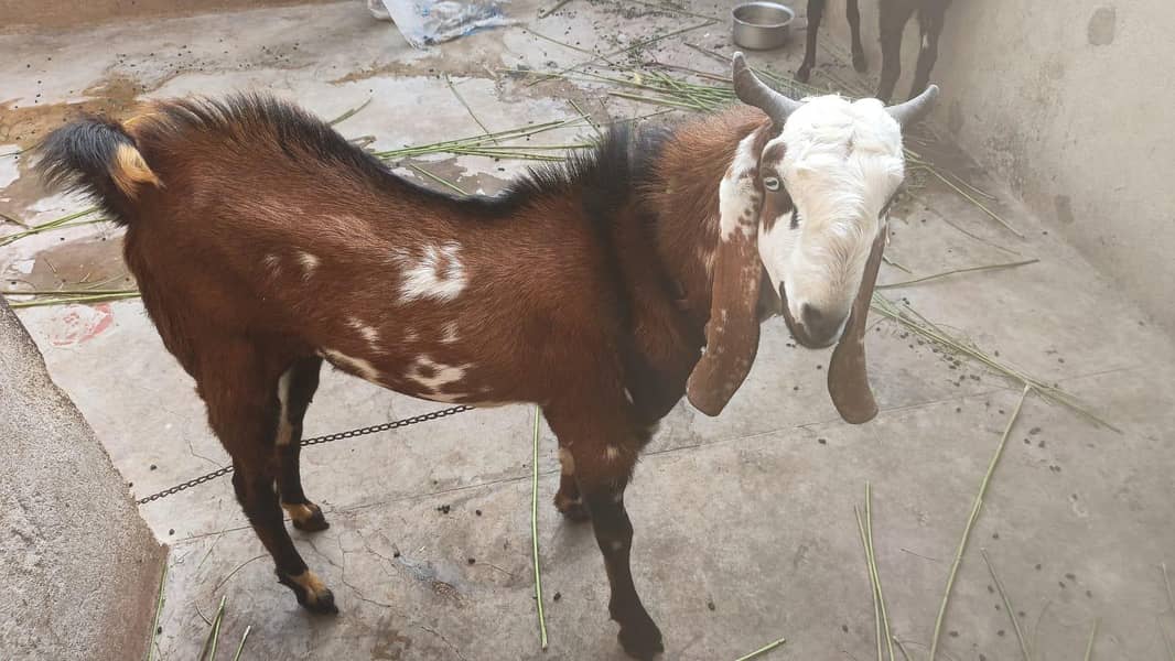 Goat Undo Bakra 2 dant 0