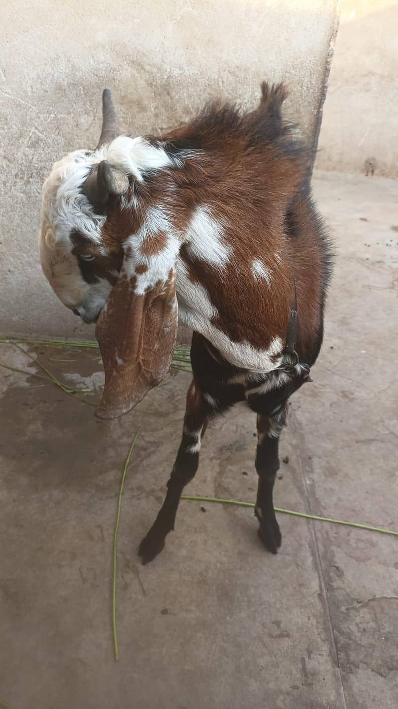 Goat Undo Bakra 2 dant 2
