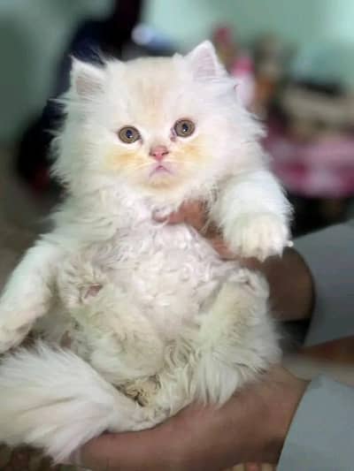 Cat | Persian | kittens |  Blue eyes | msg me O348O163O63 WA