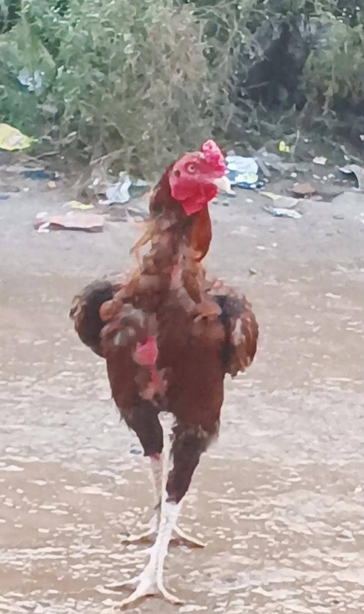 Breeder Aseel 1