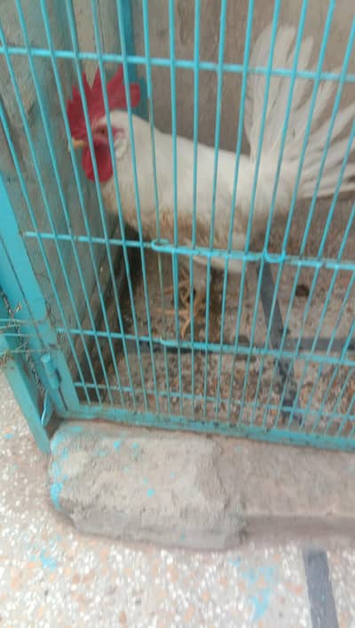 hen sale