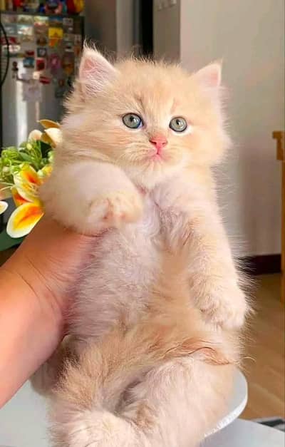 Cat Persian kittens  Kitty Blue eyes low Price OƷ 48 0I63O63 WA