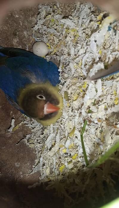 parblue split ino male and parblue split female