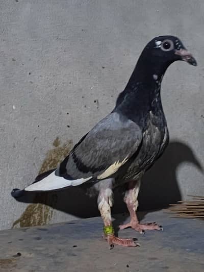 Qasid Pigeon/ Blue Dabaz Pigeon Chicks / Qasid Kabotar