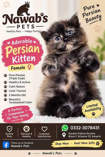 Persian kitten