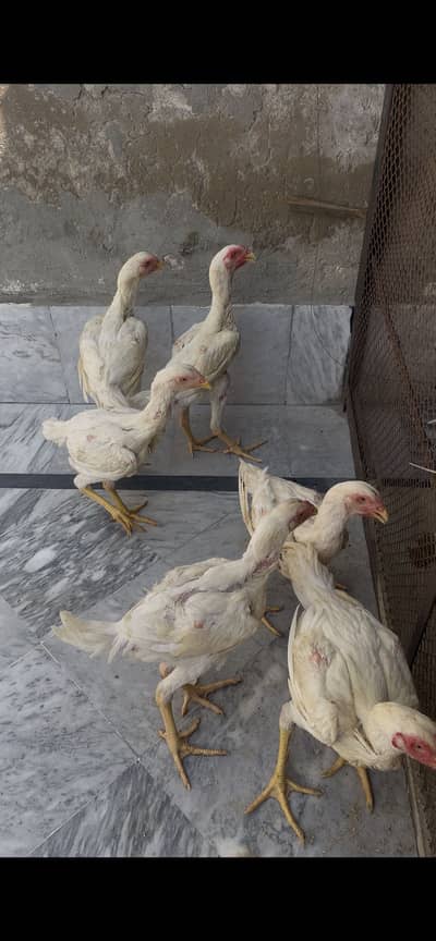 Aseel shamooo age 6 months home bread 3 pairs available