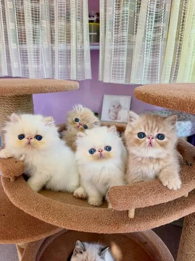 Persian kittens  Kitty Blue eyes low Price contact OƷ480I63O63 WA