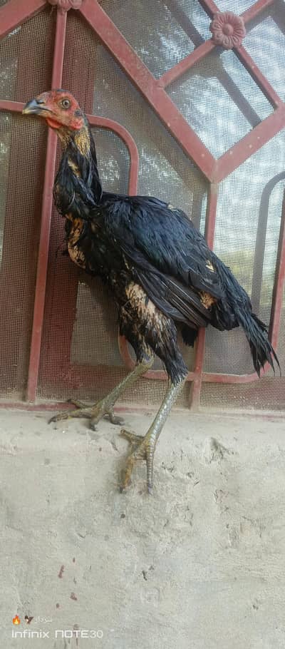thai famale for sale full gurnted kamalia aseel Thai aseel kamalia brd
