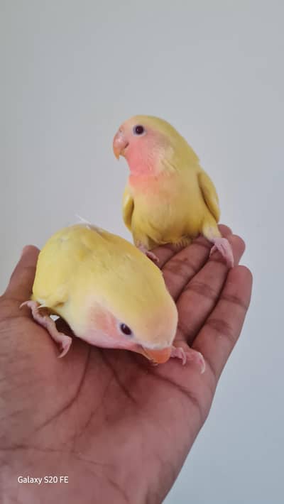 Handtame Lovebirds Chick