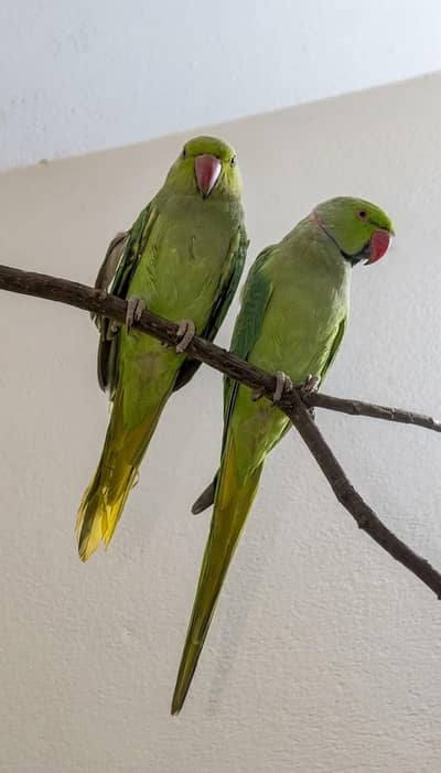 rangneck pair