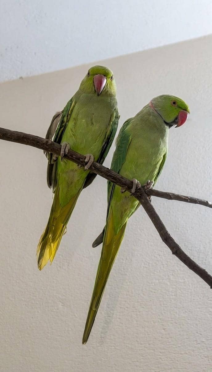 rangneck pair 0