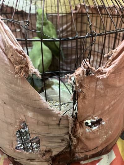 A pair of parrot