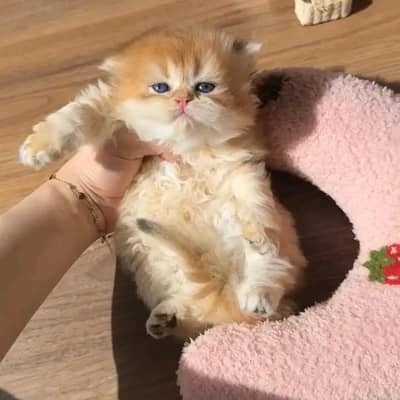 Persian | Cat | kittens |  Blue eyes | contact £ O348O163O63 WA