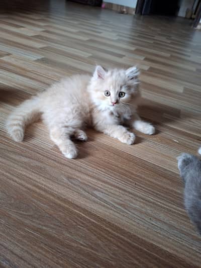 Persian kittens for sale