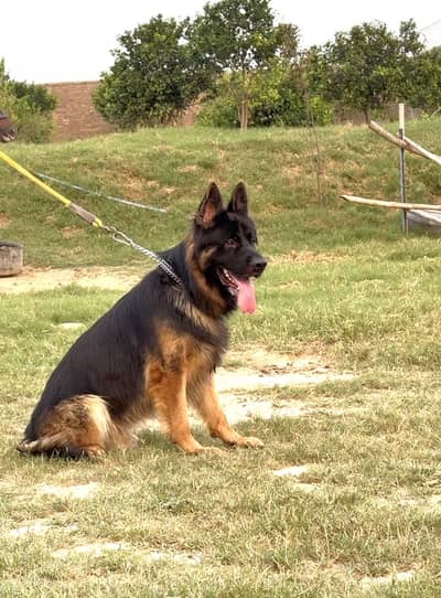 Pink Pedigree German Shepherd male for Stud/Cross/Mating only