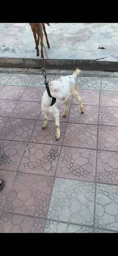 1 Tedi male pure gulabi ablak or 1 nagri desi cross female