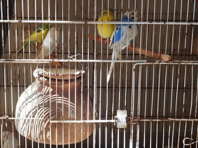 Budgies for sale 7pcs