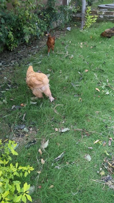 Heavy buff, Silkie mutts, desi hens