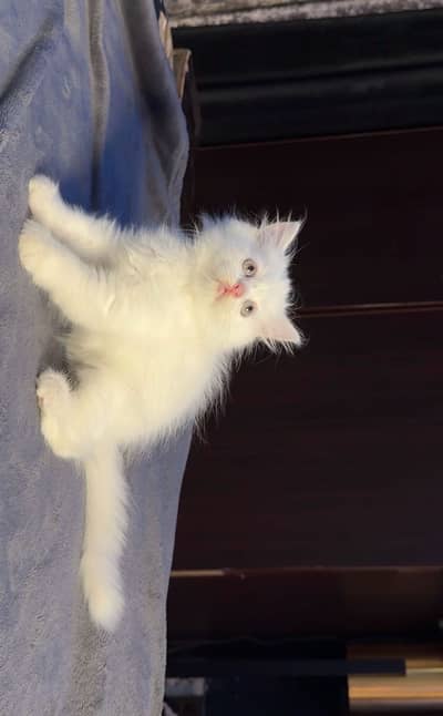 50 days old pure punch face 2 kittens triple coated available