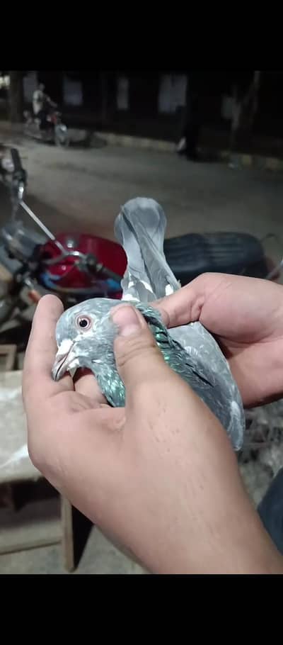 High flyers peigon available in reasonable price