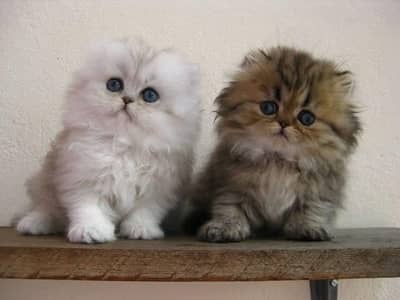 Cat | Persian | kittens | 0348™O163063 WA mesg  Blue eyes