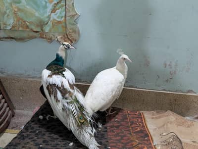 | PEACOCK RARE SPECIAL PIED PAIR |