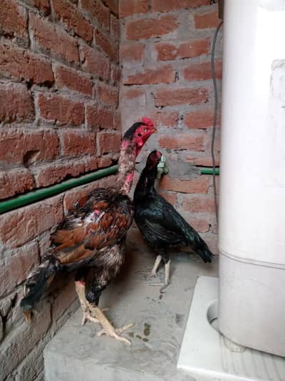urgent for sale paso ki zarorat ha Pair bhoot acha ha