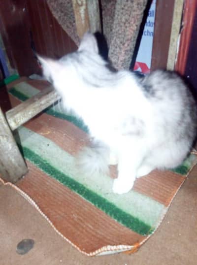 this is a persian cat