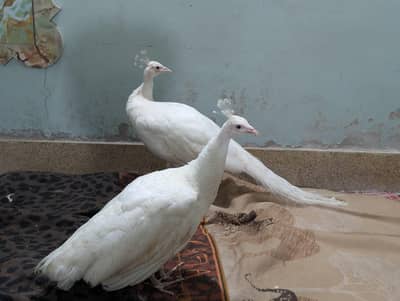 | PEACOCK ALBINO BLACK EYES PAPER WHITE BREEDER PAIR |