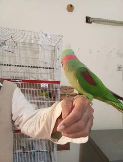 raw parrot for sale urgent and time vaccinations ok