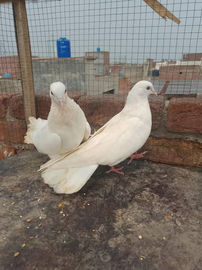 Breeder pair