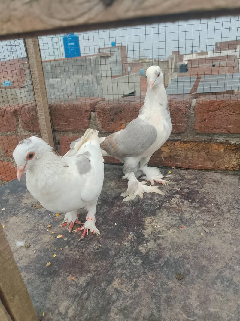 Breeder pair 1