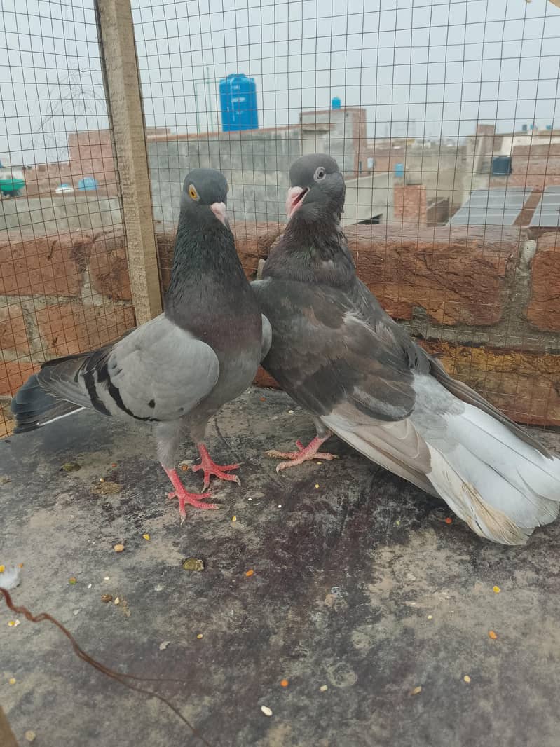 Breeder pair 2