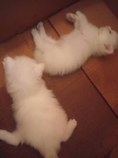 2 kittens with mother blue eyes