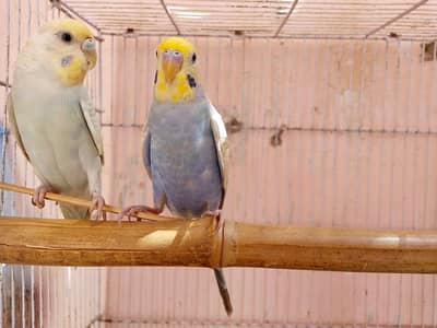 rainbow budgies
